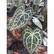 Tanaman Hias Anthurium Clarinervium dark form queen / Tarantula