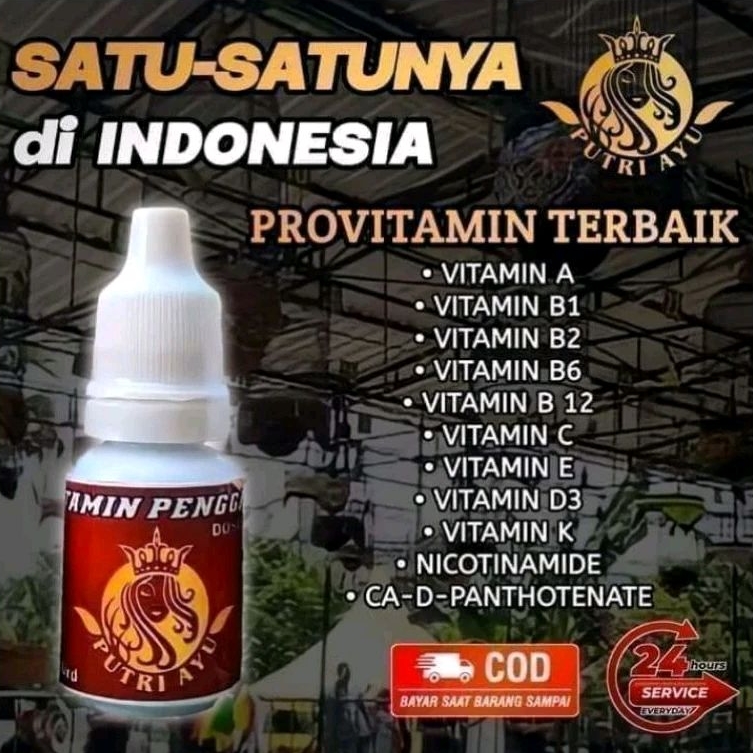 putri ayu penggacor