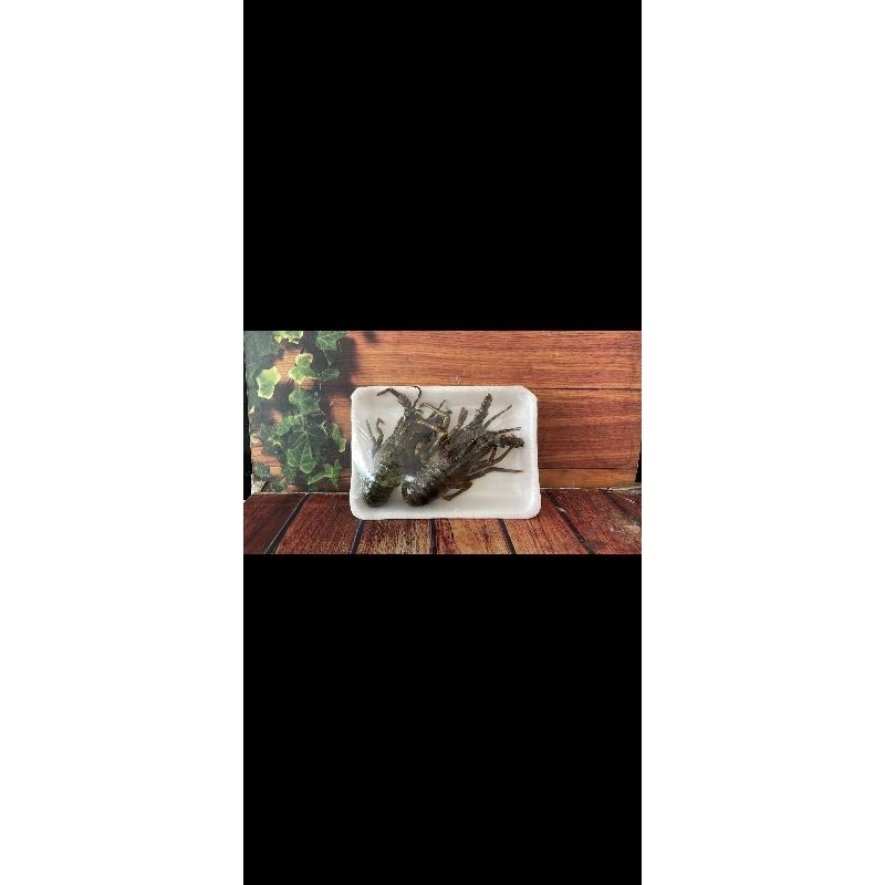 Lobster laut 1kg TERMURAH isi 10-15