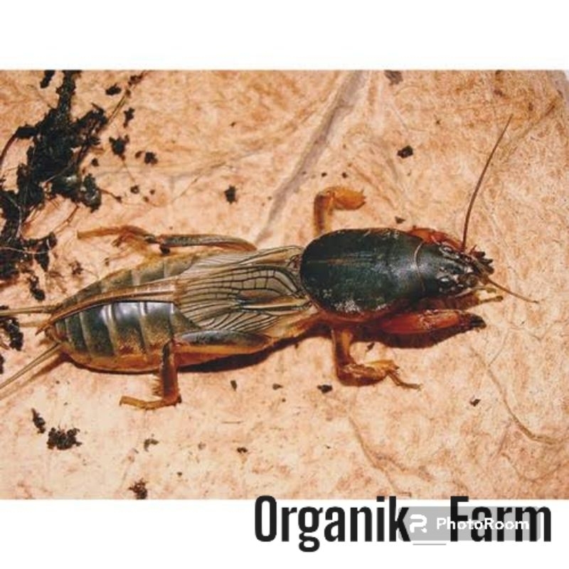 GAANG ATAU ORONG-ORONG/Anjing Tanah /10 ekor umpan Galatama