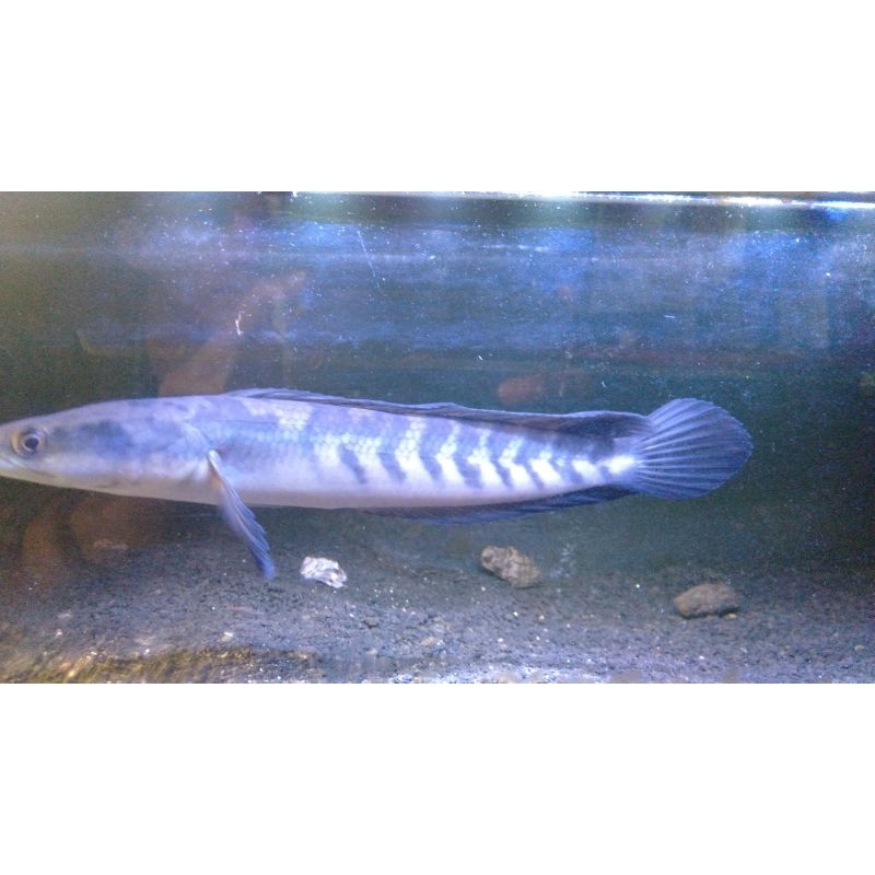 ikan cana