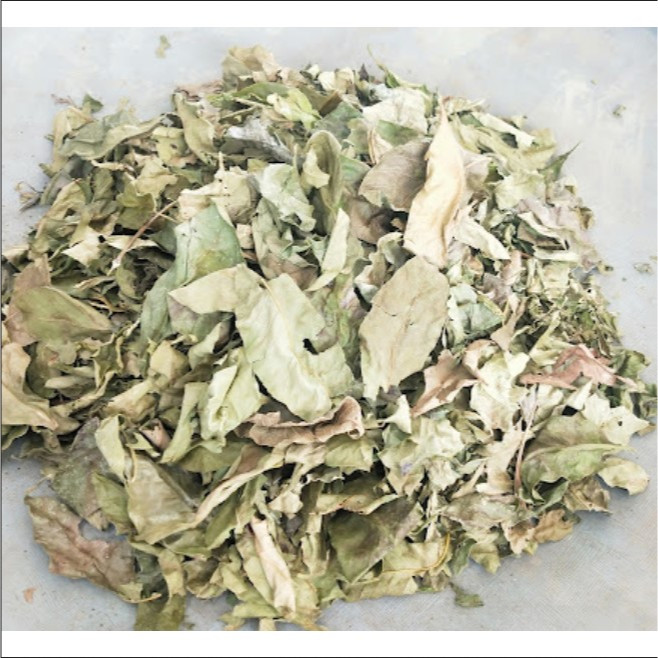 

Daun Kering pohon kayu Jaran / Daun Kayu Jaranan Kering