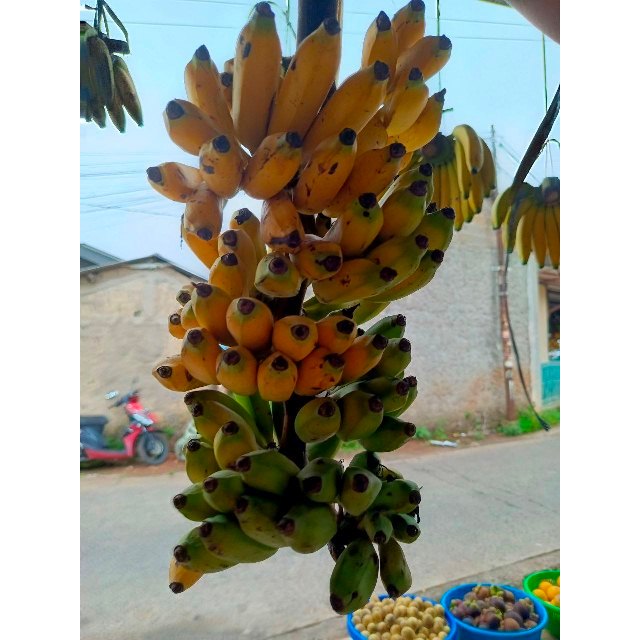 Pisang Uli 1 Sisir