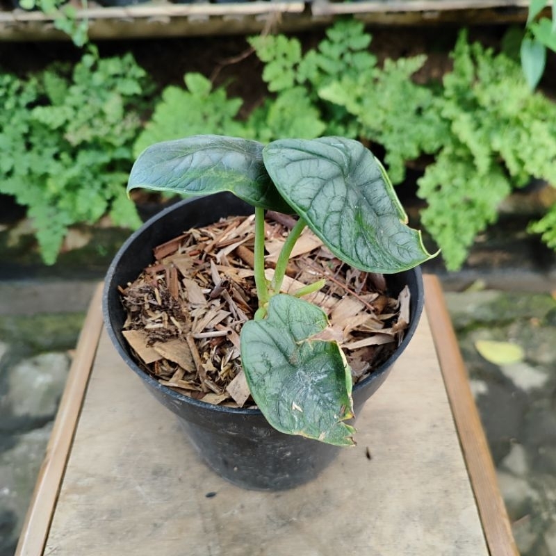 Alocasia dragon moon
