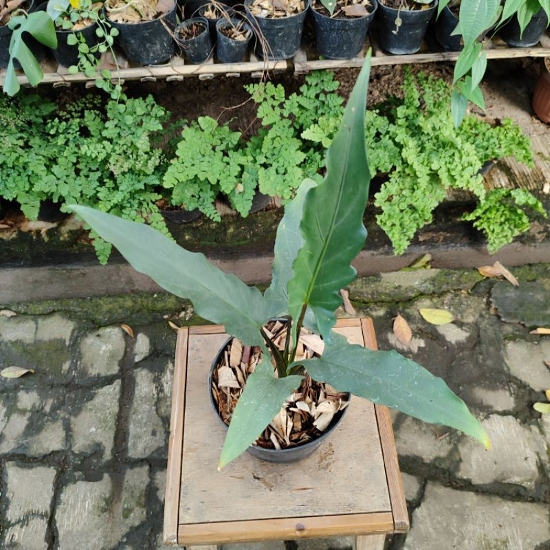 Alocasia silver keris papua