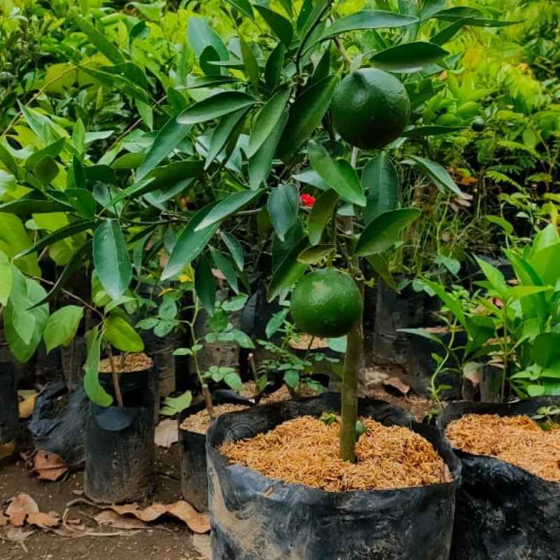 BIBIT JERUK SANTANG HIJAU MANIS KONDISI BERBUAH (SANTANG BUAH)