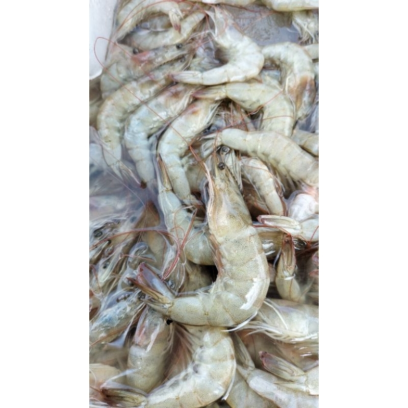 

udang super frozen 100gram