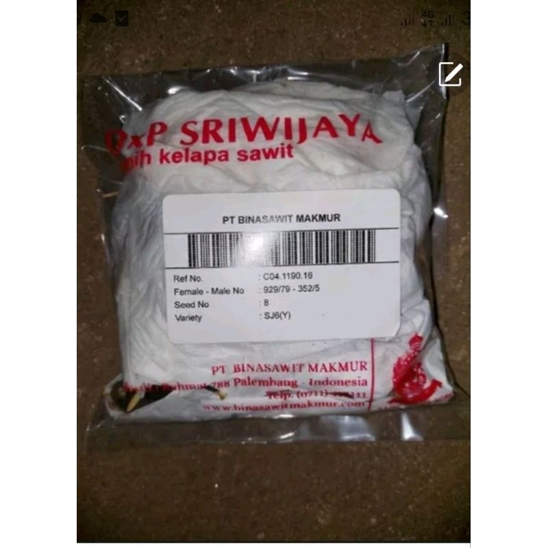 Bibit unggul kecambah sawit DXP SRIWIJAYA 6 (SEMIKLON) pelepah pendek