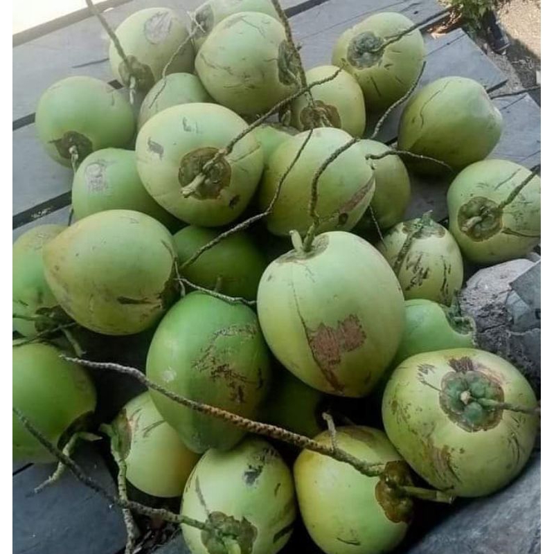 Kelapa muda segar