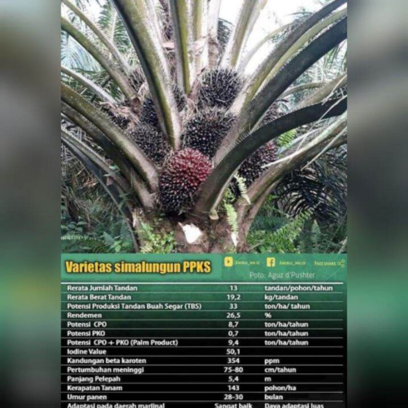 benih sawit DxP PPKS Simalungun Unggul