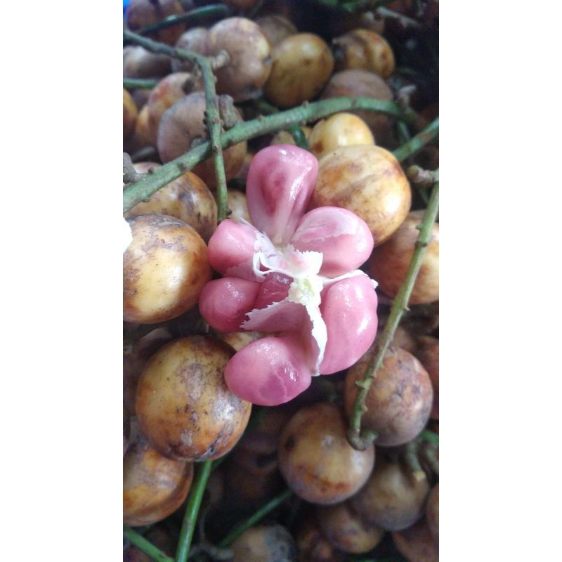 KEPUNDUNG/BUAH BENCOY/BUAH Menteng