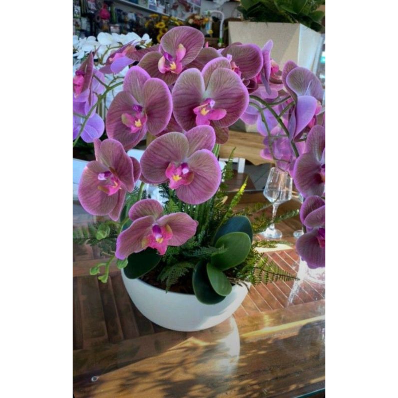 Anggrek Dendrobium Archeepelagence Dewasa Rimbun