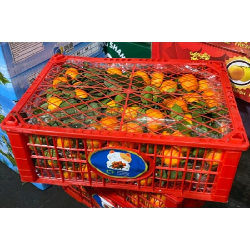 Jeruk Santang Daun 1 Keranjang