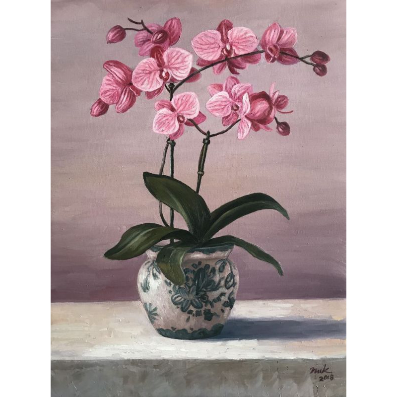 Seedling Anggrek Dendrobium Black Spider