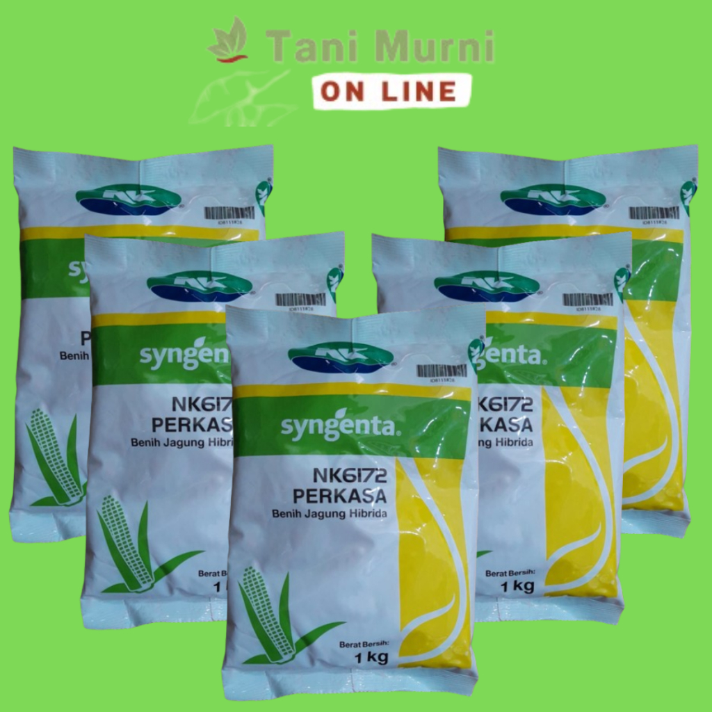 Benih Jagung Hibrida NK6172 PERKASA Syngenta