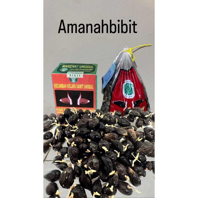 KECAMBAH SAWIT MARIHAT DUMPY asli medan ISI 250 BERSERTIFIKAT