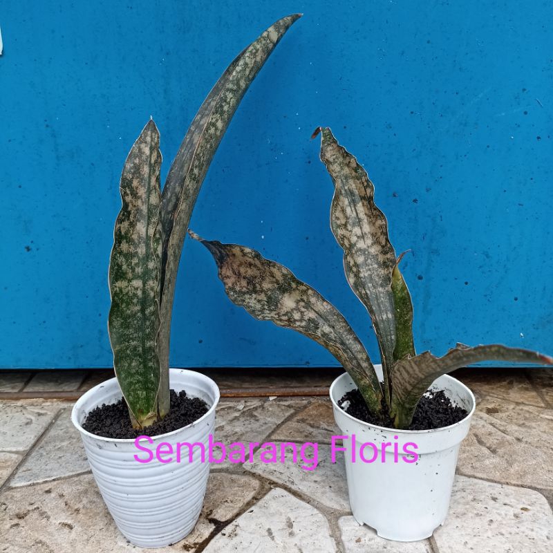 Sansevieria Kirkii Brown R