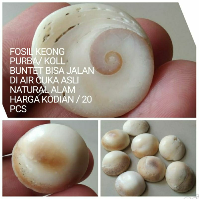 BATU FSL KEONG PURBA HARGA KODIAN /20 PCS NATURAL ALAM