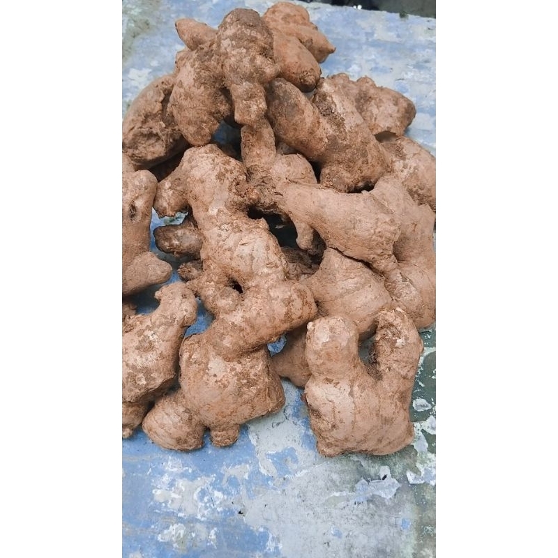 

jahe gajah 1kg fresh