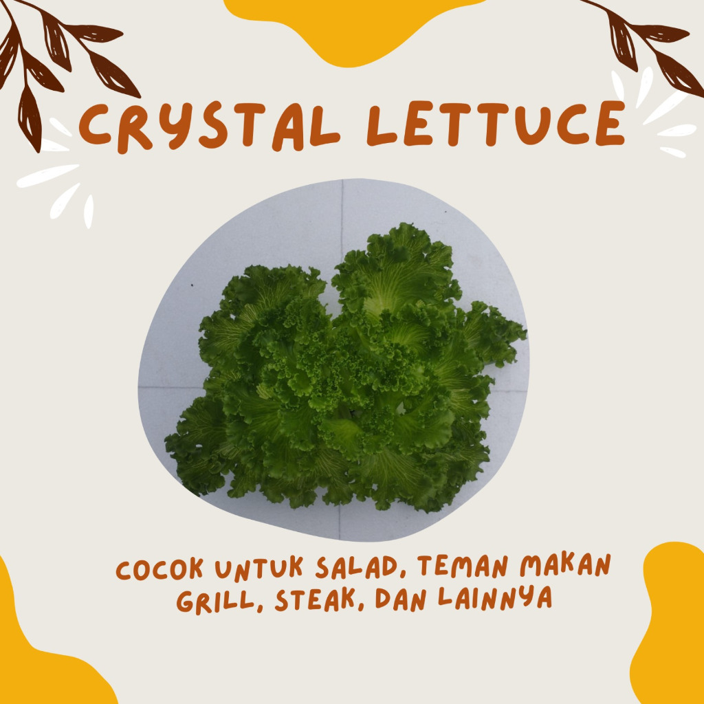 

SELADA CRYSTAL (Hydroponic)