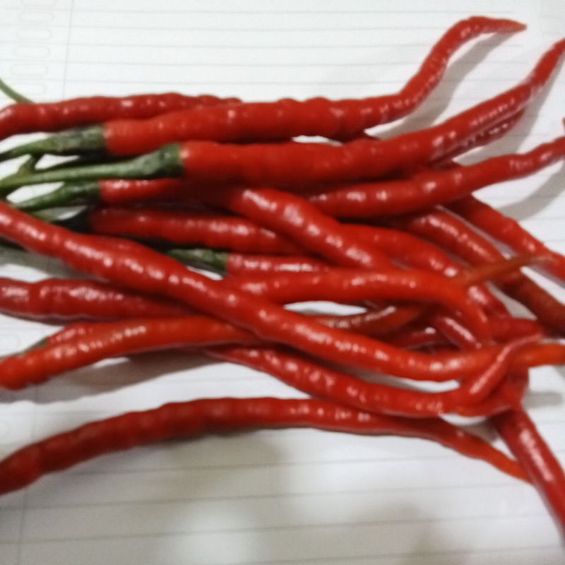 

CABE KERITING MERAH / 100g