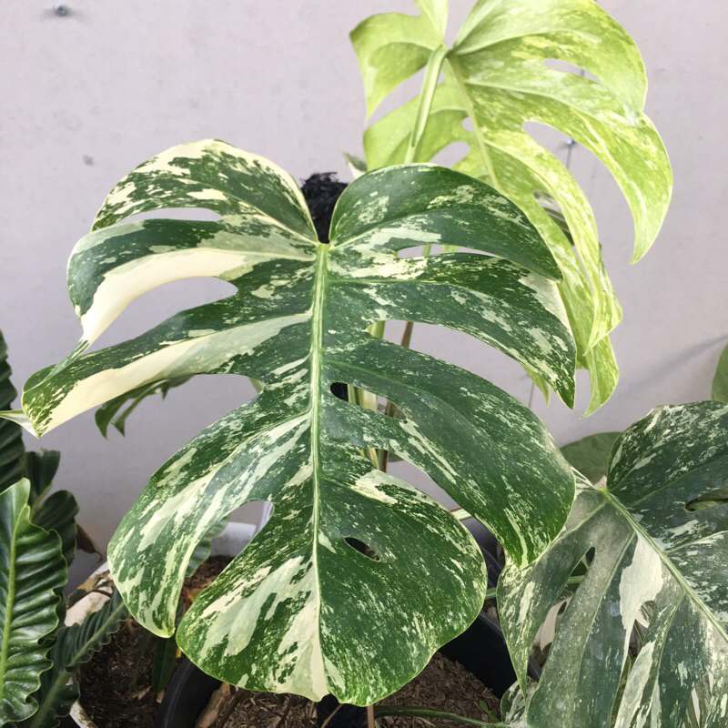 monstera variegata white tiger