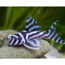 SEPASANG PLECO L46 L046 ZEBRA PLECO - SIZE 6CM INDUKAN MUDA