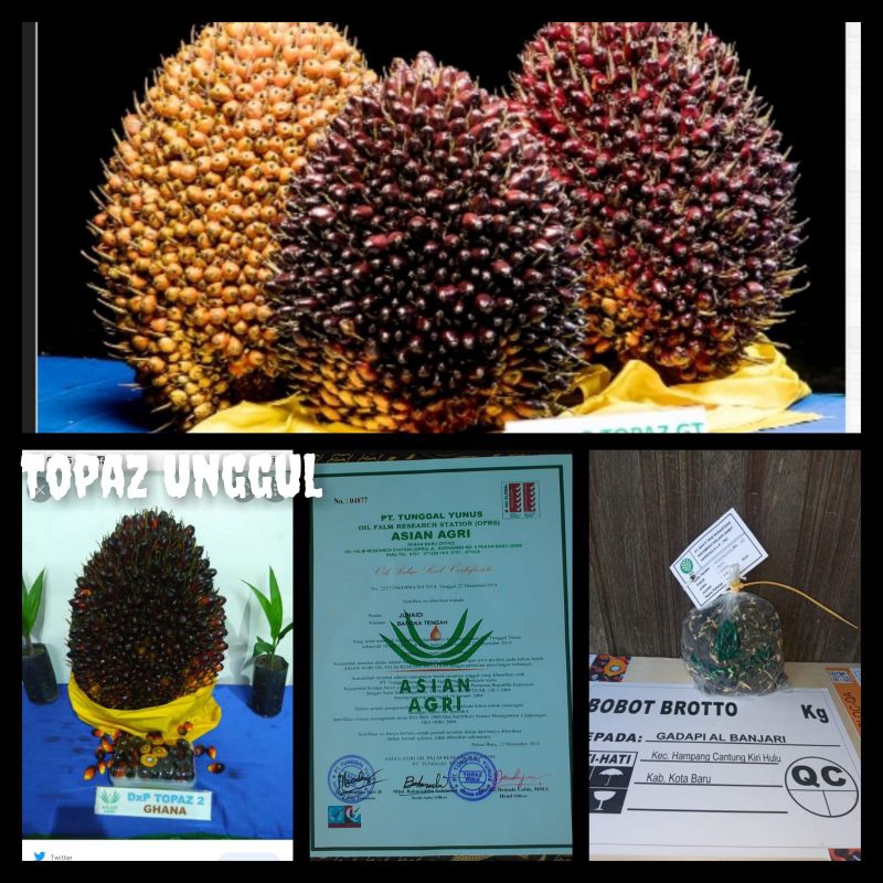 benih kelapa sawit original DxP TOPAZ GT