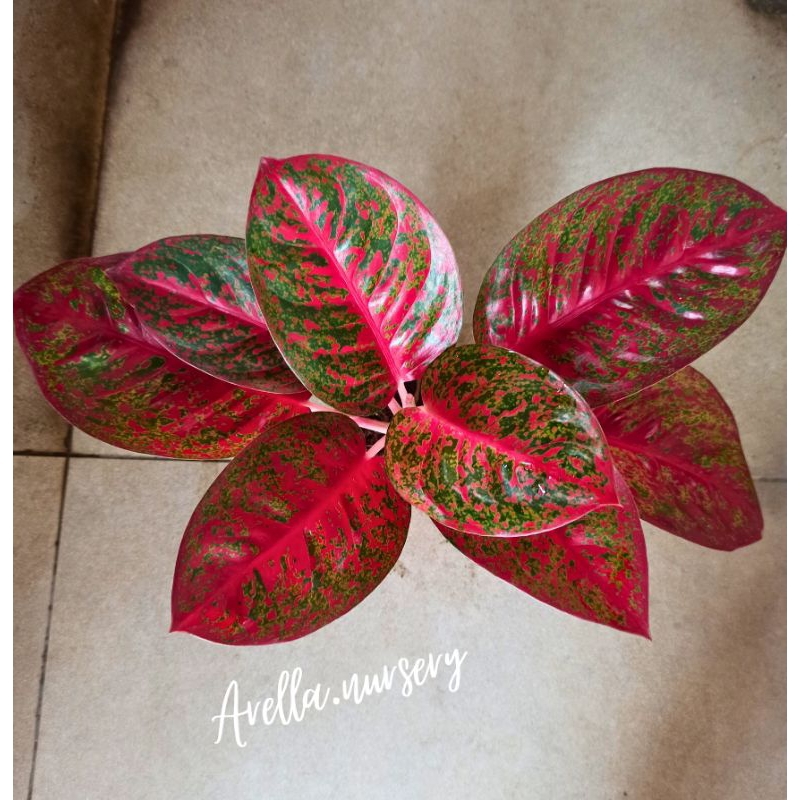 PROMO AGLONEMA RED STARDUST DEWASA DAUN 6,7,8+