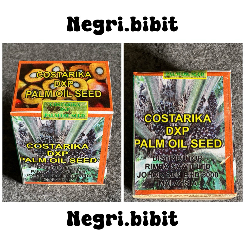 bibit sawit Costarika 250 butir