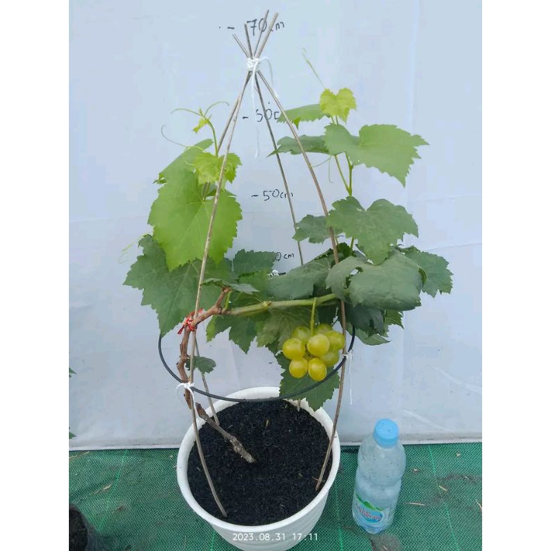 Bibit Anggur Sudah Berbunga Siap Berbuah