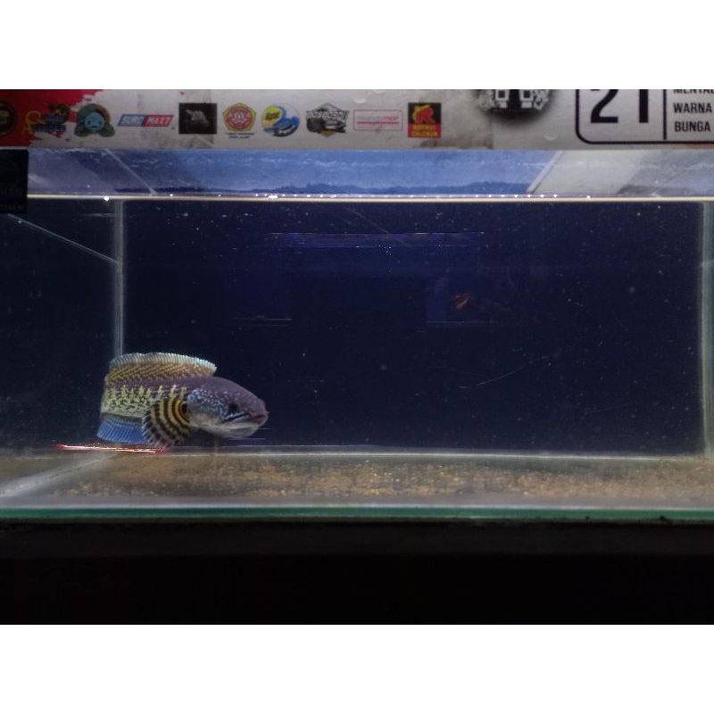 channa auranti mental preman mangap2