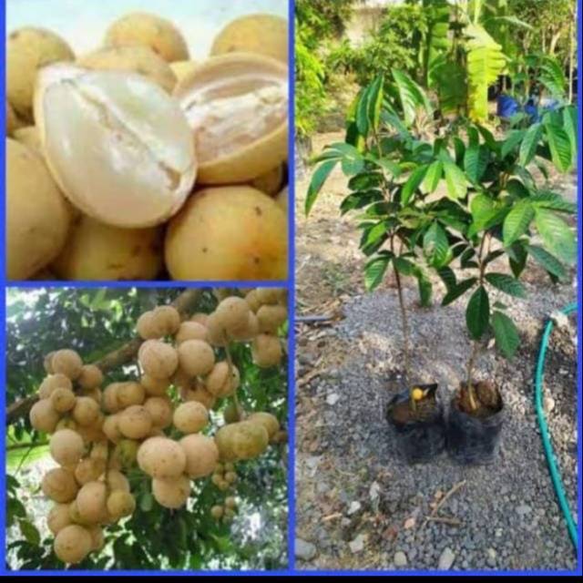 Bibit Duku Tanpa Biji