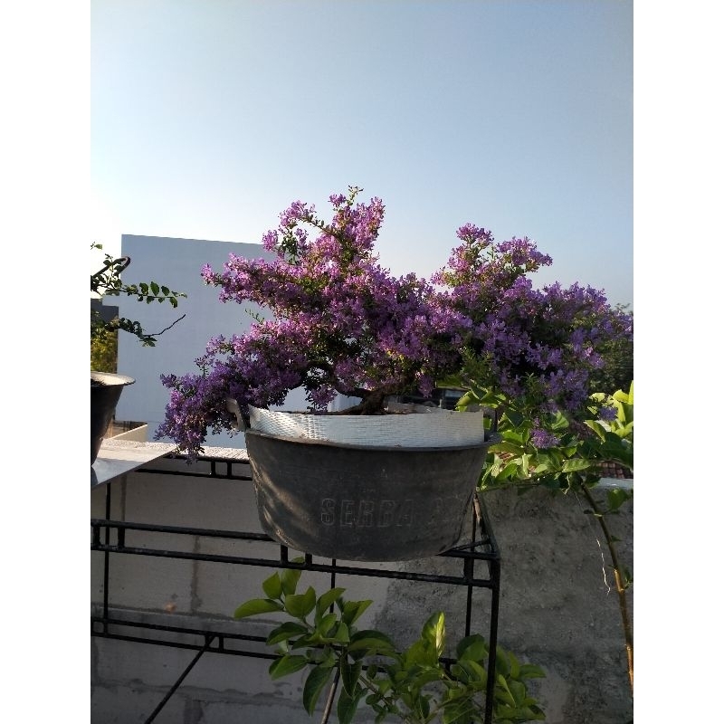 Saeng Simbur Vietnam