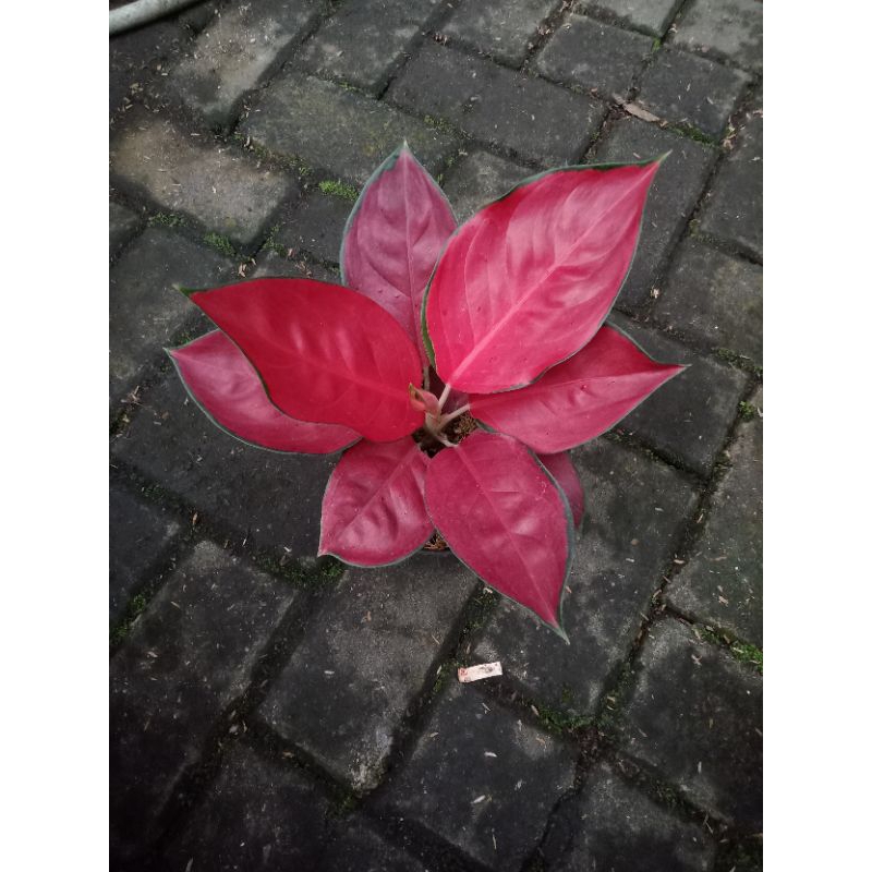 aglaonema Suksom jaipong