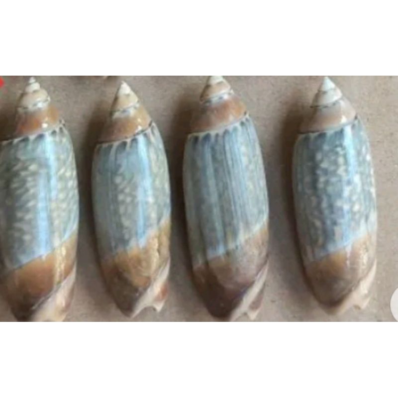 

kerangHias||peluru-serbaguna