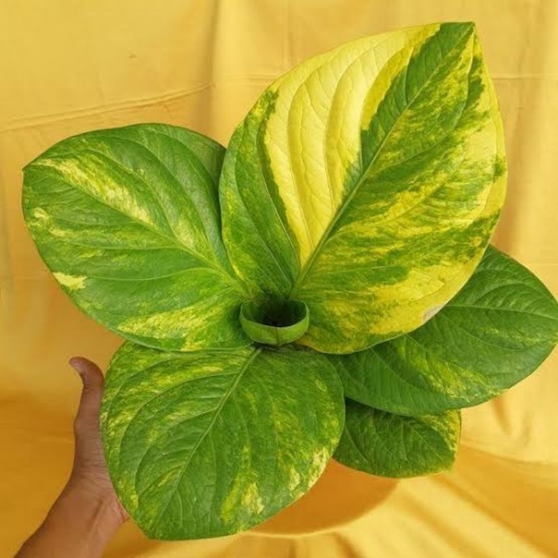 Jemani Cobra Varigata remaja