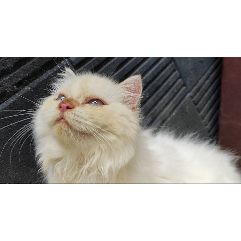 KUCING PERSIA JANTAN