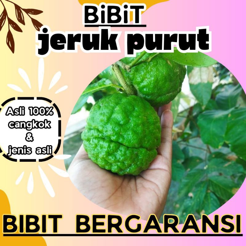 BIBIT JERUK PURUT ASLI CANGKOK