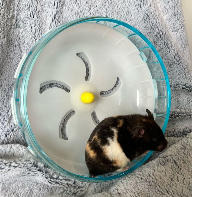 KOPAN CIMEL WHEEL HAMSTER JUMBO MAINAN HAMSTER WHEEL JUMBO LANDAK