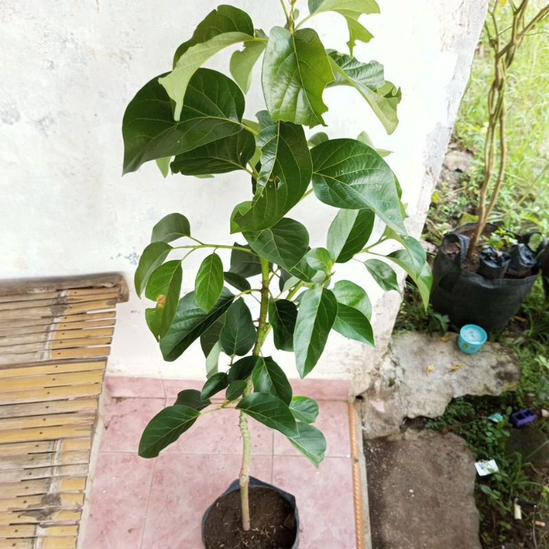 bibit tanaman buah alpukat markus/kendil batang besar tinggi 80 cm-1 meter cepat berbunga