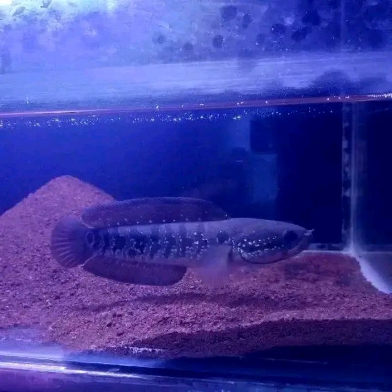 promo termurah asiatika rs rsws size 10 12 cm