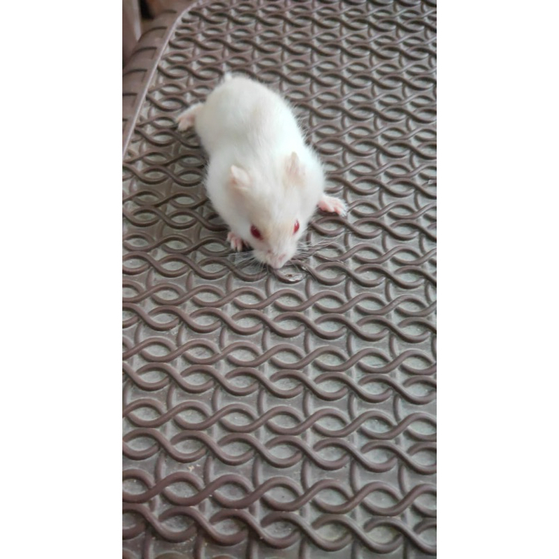 Hamster Winter White Lucu Surabaya