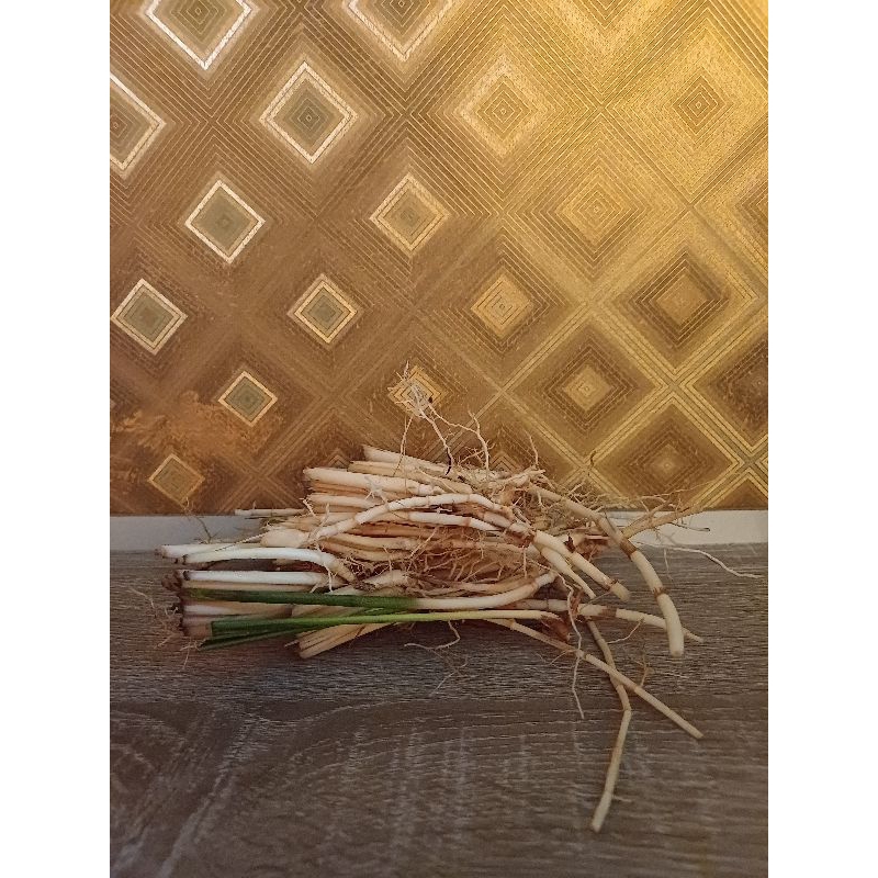 

AKAR ALANG ALANG BERMACAM MACAM KHASIAT