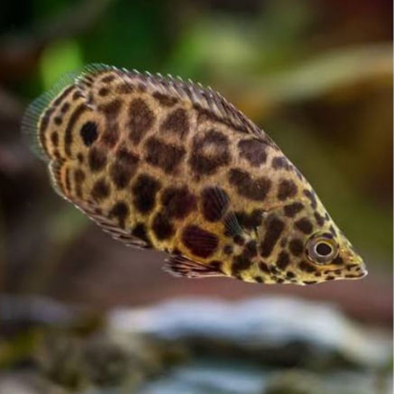 IKAN DAUN CTENOPOMA