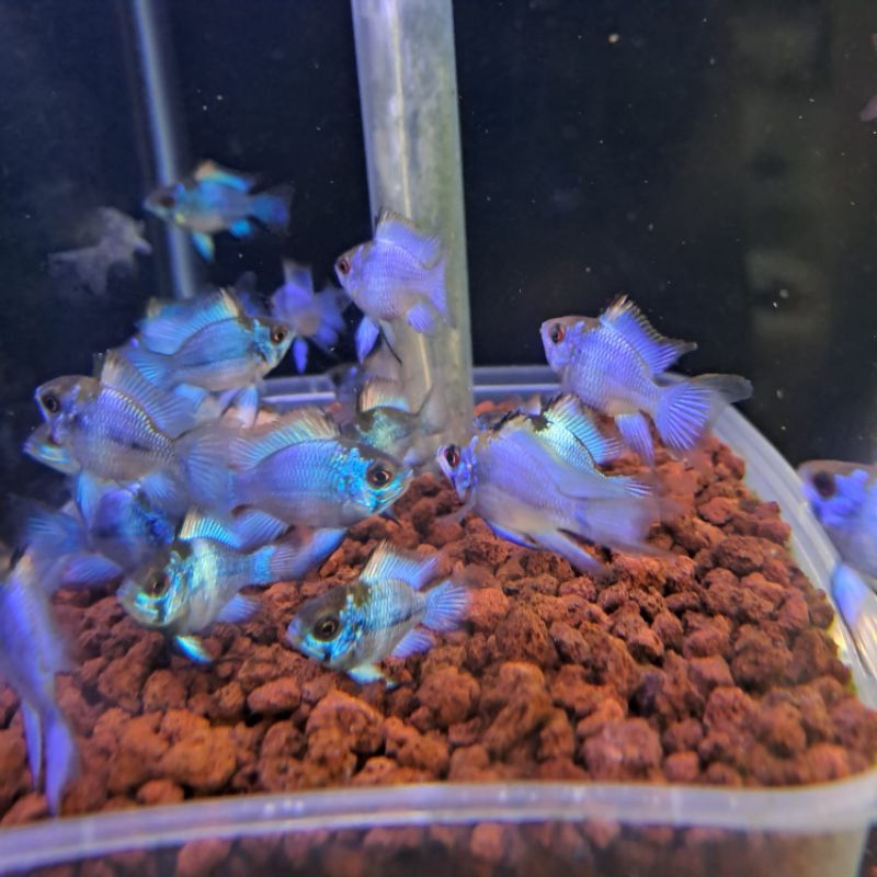 BLUE ELECTRIC RAMIREZI