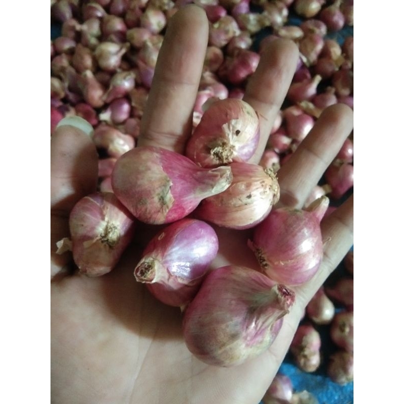

bawang merah besar 1kg kualitas bagus