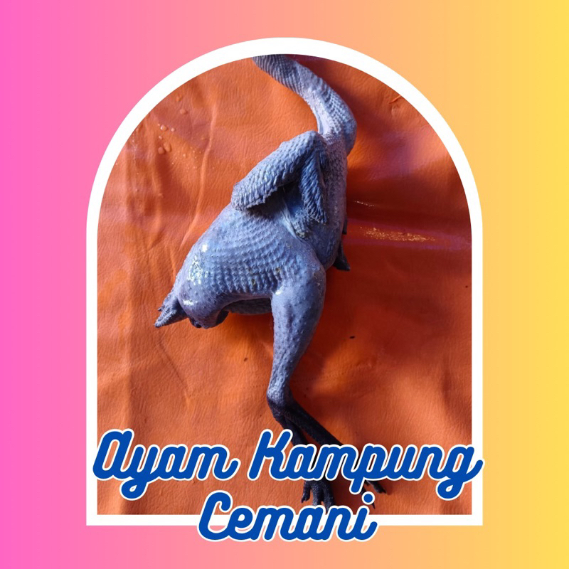 

Ayam Cemani