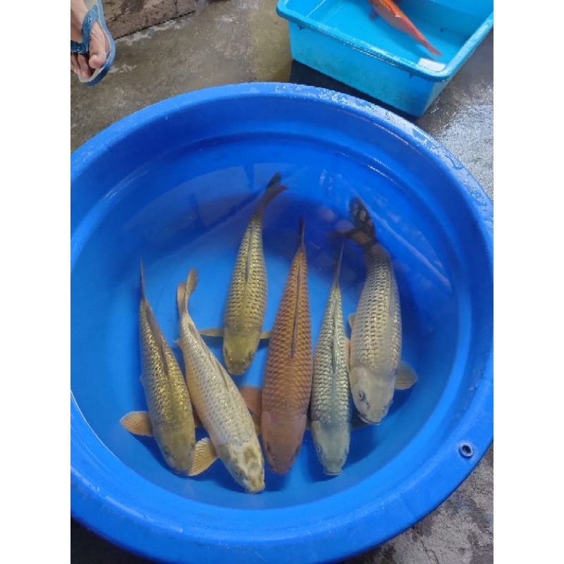 Telur jangkrik kalung/Telur jangkrik genggong