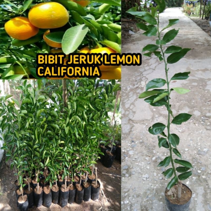 BIBIT JERUK LEMON CALIFORNIA